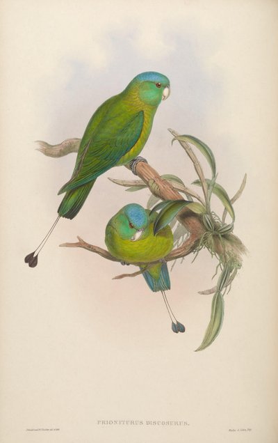 Prioniturus discurus von John Gould